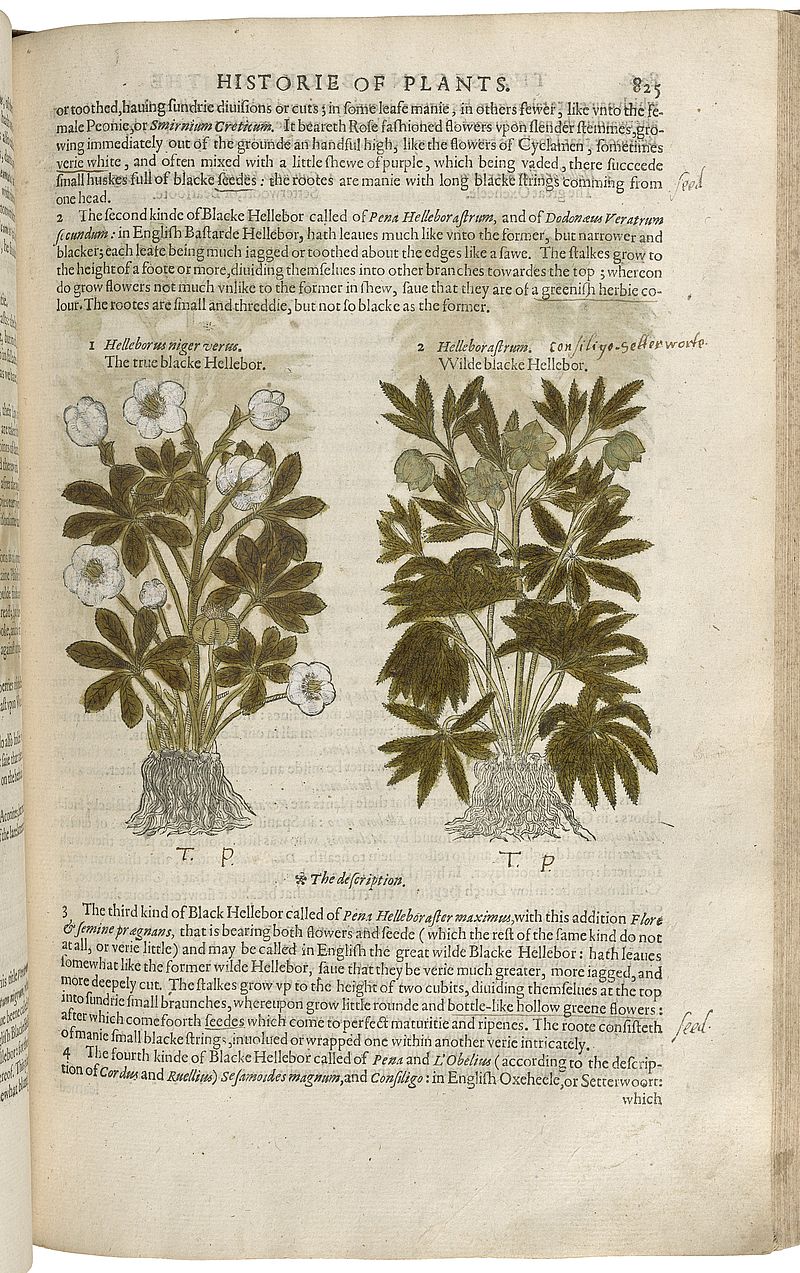Page from an old book with an illustration of two plants. The plant on the left has green leaves and white flowers. The plant on the right has green leaves and green flowers.